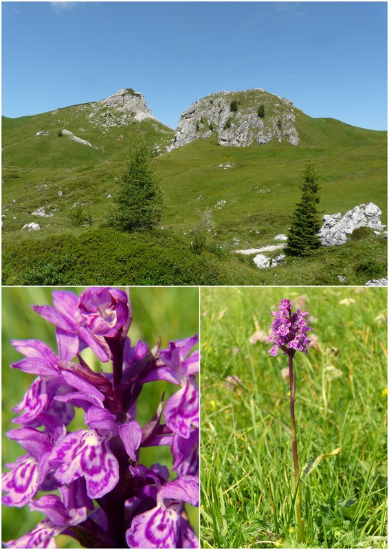 Una giornata a Valparola. Dactylorhiza, Nigritella e grandi montagne!